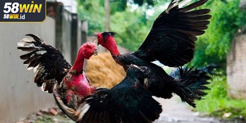Đá Gà 4K 58WIN Với Trải Nghiệm Chơi Đỉnh Cao Khó Cưỡng 2 Khám phá đa dạng hình thức cá cược hấp dẫn tại 58WIN