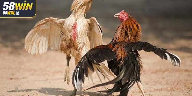 Đá Gà 4K 58WIN Với Trải Nghiệm Chơi Đỉnh Cao Khó Cưỡng 1 Không gian đá gà 4K 58WIN sống động như thật