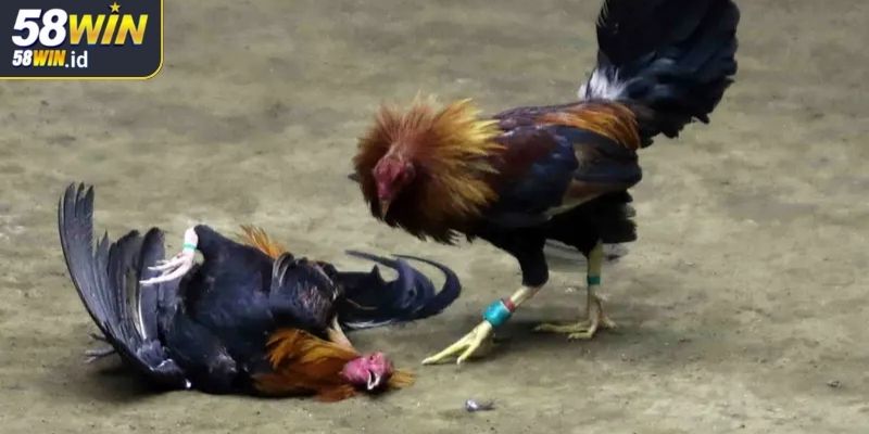 Đá Gà Cựa Dao 58WIN Lựa Chọn Giải Trí Kịch Tính Cho Cược Thủ 3 Các hình thức chơi đá cựa dao phổ biến tại 58WIN
