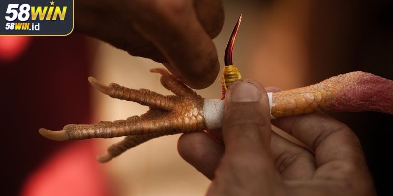 Đá Gà Cựa Dao 58WIN Lựa Chọn Giải Trí Kịch Tính Cho Cược Thủ 2 Lý do khiến đá gà cựa dao 58WIN thu hút đông đảo cược thủ