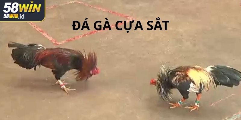 Đá Gà Cựa Dao 58WIN Lựa Chọn Giải Trí Kịch Tính Cho Cược Thủ 1 Tìm hiểu kỹ càng về hình thức đá gà cựa dao 58WIN