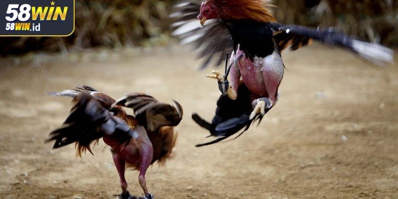 Đá gà cựa sắt tại 58WIN chiến thuật hiệu quả