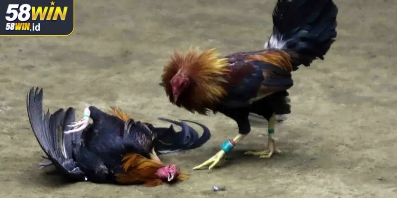 Thế giới hấp dẫn của đá gà cựa sắt 58WIN 
