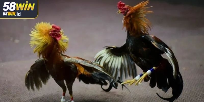 Thời gian và cách đánh giá