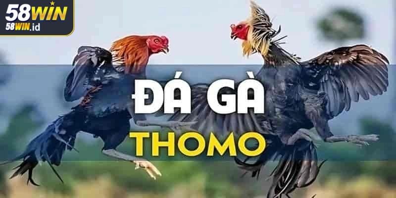 Các kiểu thi đấu đá gà Thomo 58WIN hấp dẫn người xem