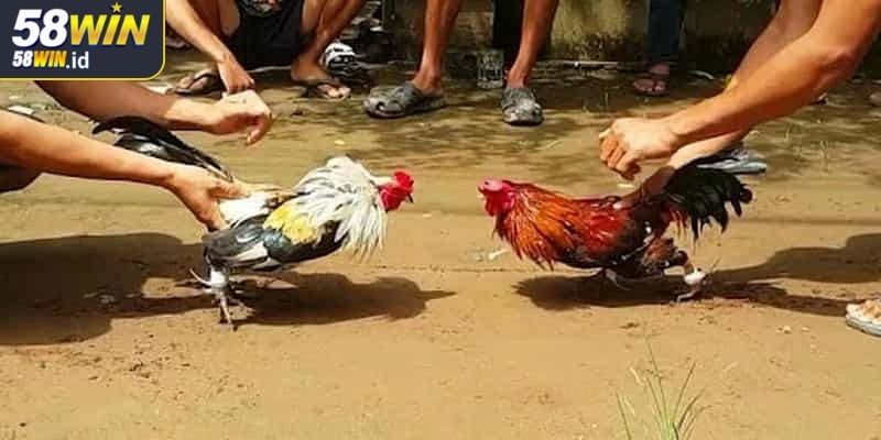Đá gà Thomo 58WIN đấu trường cá cược chuyên nghiệp
