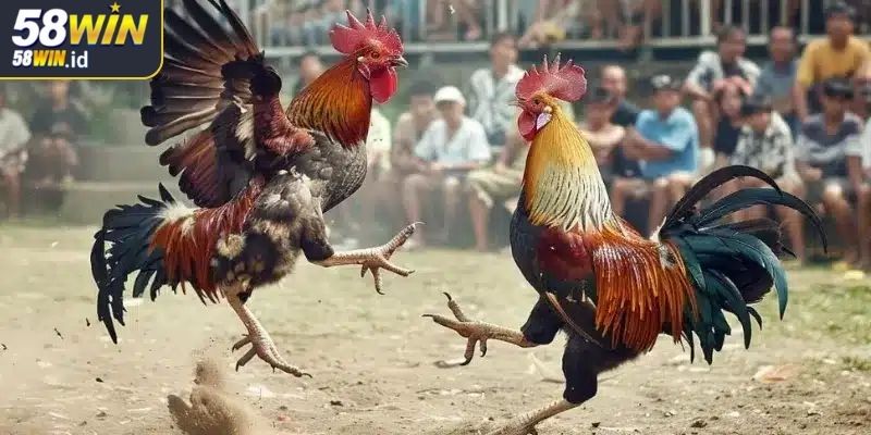 Kinh nghiệm đặt cược đá gà Thomo 58WIN hiệu quả cao