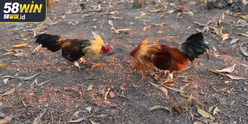 Đá Gà Tre 58WIN Hướng Dẫn Toàn Diện Cho Người Chơi Mới 1 Khái quát về đá gà tre 58WIN