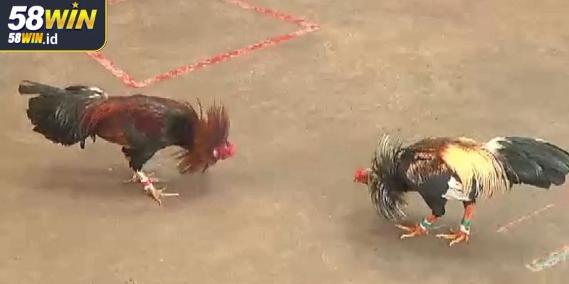 Đá Gà Tre 58WIN Hướng Dẫn Toàn Diện Cho Người Chơi Mới 3 Phân tích kỹ năng chiến đấu của đá gà tre