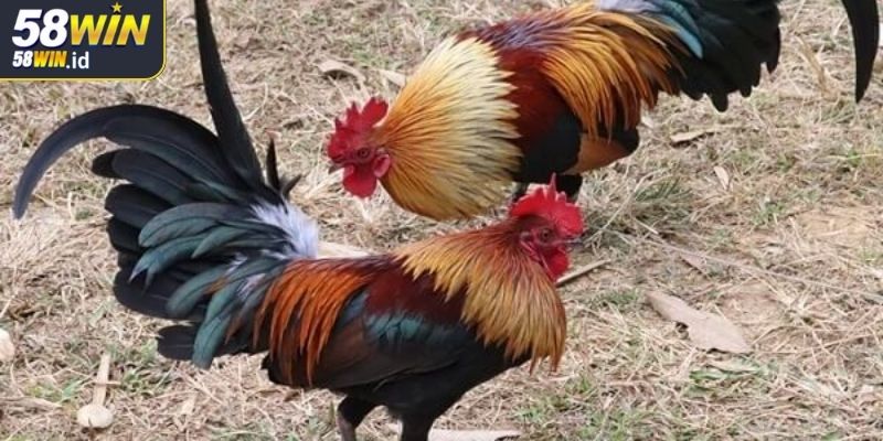 Đá Gà Tre 58WIN Hướng Dẫn Toàn Diện Cho Người Chơi Mới 2 Phân tích hình thể gà đá các chỉ số quan trọng