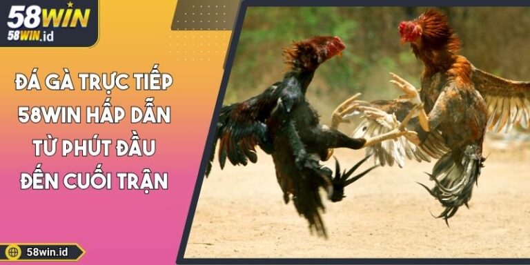 Đá gà trực tiếp 58WIN