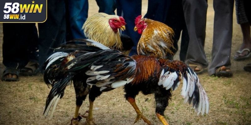 Chia sẻ các bí quyết để nâng cao tỷ lệ thắng cược