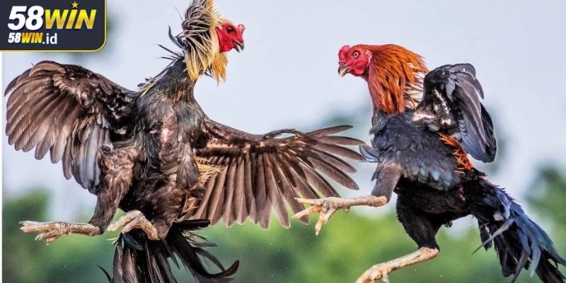 Điều gì làm nên sức hút mạnh mẽ của đá gà trực tiếp 58WIN